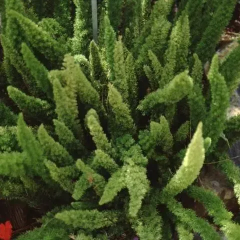 thumbnail for publication: Asparagus densiflorus 'Myersii': Meyers Asparagus Fern, Foxtail Fern